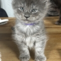 Chat Maine Coon proposé par l’élevage Chatterie du Ciel d'Emeraude.