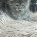 Chaton Maine Coon de race – prix 1500 €.