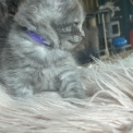 Chaton Maine Coon de race – prix 1500 €.