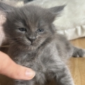 Chat Maine Coon proposée par l’élevage Chatterie du Ciel d'Emeraude.