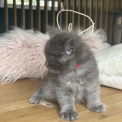 Chaton Maine Coon de race  en région Auvergne-Rhône-Alpes.