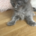 Chaton Maine Coon de race  en région Auvergne-Rhône-Alpes.