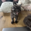 Chaton Maine Coon  vendre au prix de 1400  vaccin et identifi.