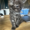 Maine Coon disponible en Isre