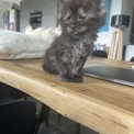 Chaton Maine Coon de race LOOF avec pedigree  adopter.