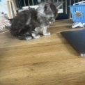 Chat Maine Coon proposée par l’élevage Chatterie du Ciel d'Emeraude.