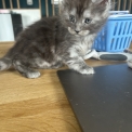 Chaton Maine Coon de race – prix 1400 €.
