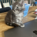 Maine Coon disponible en Isère