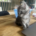 Maine Coon disponible en Isère