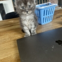 Maine Coon disponible en Isère