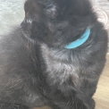 Chaton Maine Coon de race – prix 1400 €.