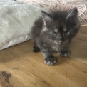 Chaton Maine Coon de race  en région Auvergne-Rhône-Alpes.