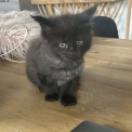 Chat Maine Coon proposée par l’élevage Chatterie du Ciel d'Emeraude.