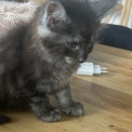 Chaton Maine Coon de race – prix 1400 €.