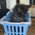 Chat Maine Coon proposée par l’élevage Chatterie du Ciel d'Emeraude.