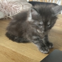 Chaton Maine Coon de race – prix 1400 €.