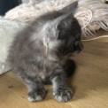 Chaton Maine Coon de race  en région Auvergne-Rhône-Alpes.