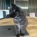 Chaton Maine Coon de race  en région Auvergne-Rhône-Alpes.