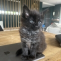 Chaton Maine Coon de race – prix 1400 €.