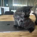 Chaton Maine Coon de race  en région Auvergne-Rhône-Alpes.