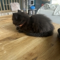 Maine Coon disponible en Isère