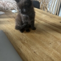 Chaton Maine Coon  vendre au prix de 1300  vaccin et identifi.