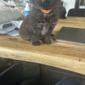 Chaton Maine Coon de race – prix 1400 €.