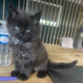 Chaton Maine Coon de race – prix 1400 €.