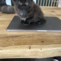 Chaton Maine Coon de race LOOF avec pedigree  adopter.