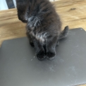 Chaton Maine Coon de race  prix 1300 .