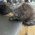Chat Maine Coon proposée par l’élevage Chatterie du Ciel d'Emeraude.