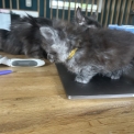 Chat Maine Coon proposée par l’élevage Chatterie du Ciel d'Emeraude.