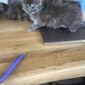 Maine Coon disponible en Isère