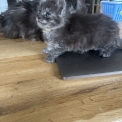 Chaton Maine Coon de race – prix 1400 €.