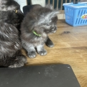 Chaton Maine Coon  vendre au prix de 1400  vaccin et identifi.