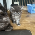 Chaton Maine Coon  vendre au prix de 1400  vaccin et identifi.