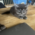 Chaton Maine Coon de race  prix 1400 .