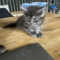 Chaton Maine Coon de race  prix 1400 .