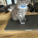 Chat Maine Coon proposé par l’élevage Chatterie du Ciel d'Emeraude.