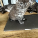 Maine Coon disponible en Isère
