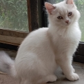 Chaton Highland Straight de race LOOF avec pedigree  adopter.
