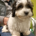 Bichon Havanais disponible dans le Doubs
