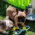 Chiot Bouledogue Français sans pedigree  en région Normandie.