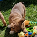 Chiot Bouledogue Français sans pedigree – prix 960 €.