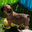 Chien Bouledogue Français proposé par l’élevage Le Domaine du Clos d'Estely.