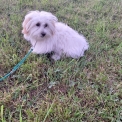 Chiot Coton de Tulear sans pedigree  en rgion Bourgogne-Franche-Comt.