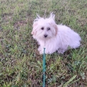 Chien Coton de Tulear propose par llevage la ferme des Carons.