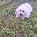 Chien Coton de Tulear propose par llevage la ferme des Carons.