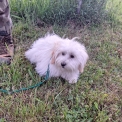 Cette petite femelle Coton de Tulear propose  l'achat est ne le 19/10/2024.
