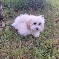 Chiot d'apparence de race Coton de Tulear  adopter.